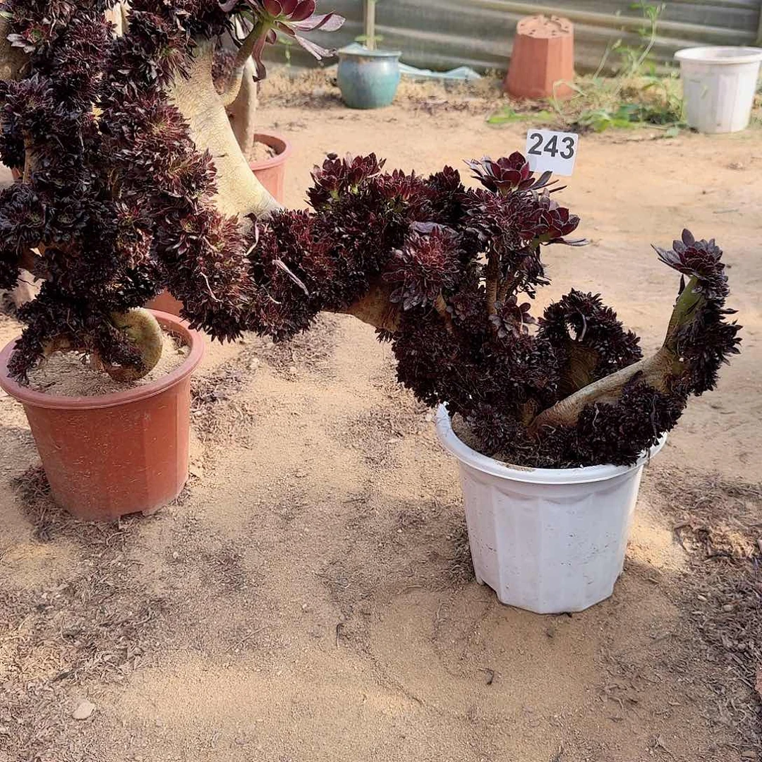 243黑法师一颗呀呀