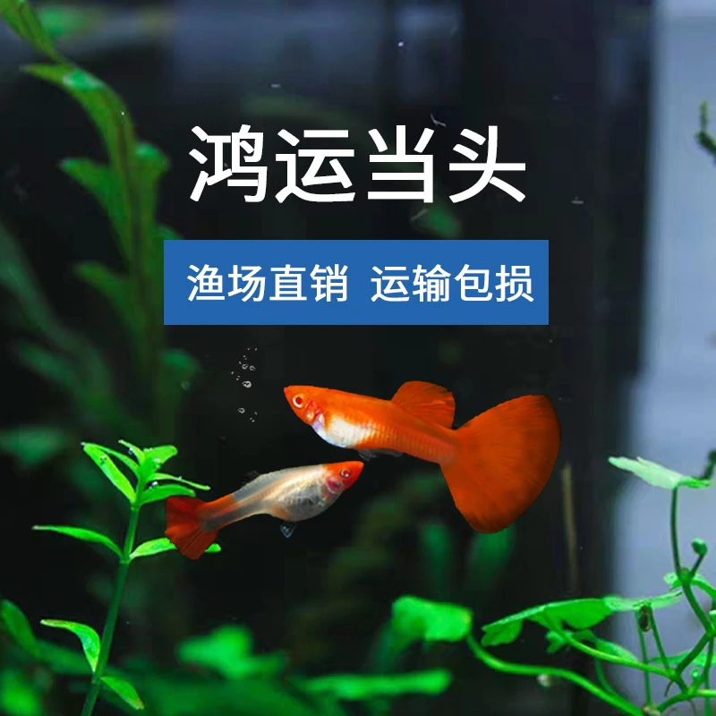鸿运当头精品孔雀鱼皮实好养活公母搭配