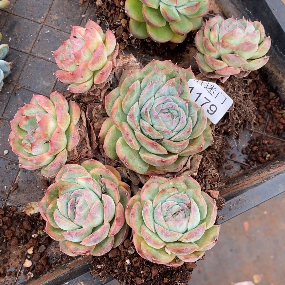 美***姐杂交精品多肉1179~15厘米