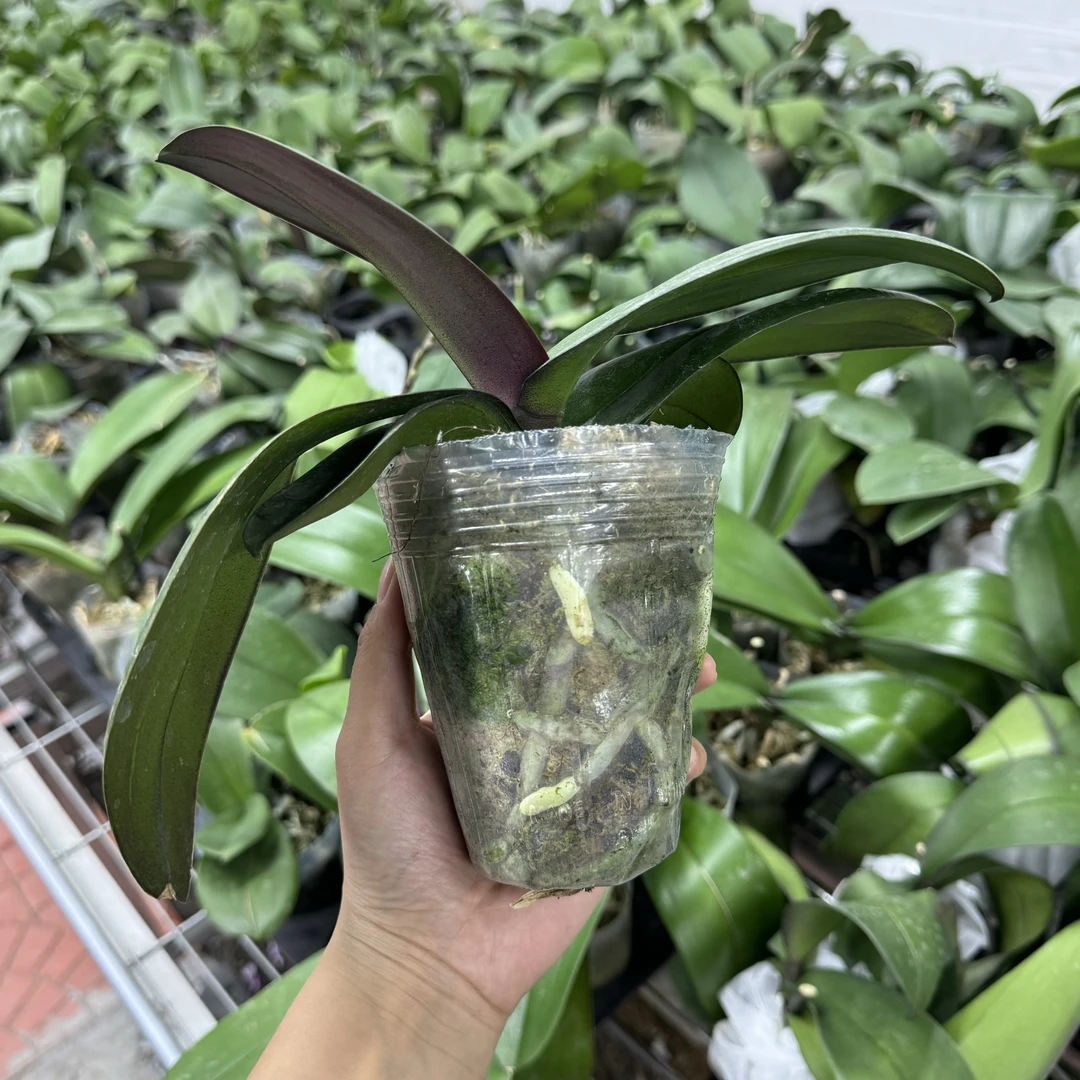 十月里蝴蝶兰【两颗花后苗 微瑕发货】不分品种不分杯型随机发货