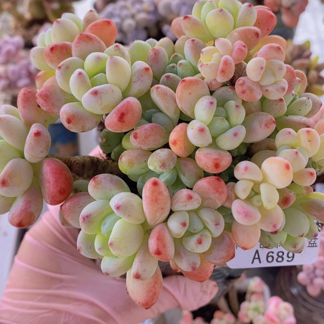 樱花罗琦老桩有砍12cm689多肉