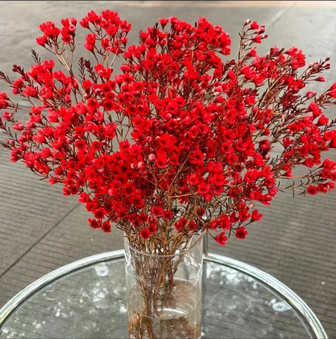 【3扎红色腊梅】红色 高品质 吸色280-300克 花期长 寓意好 包邮