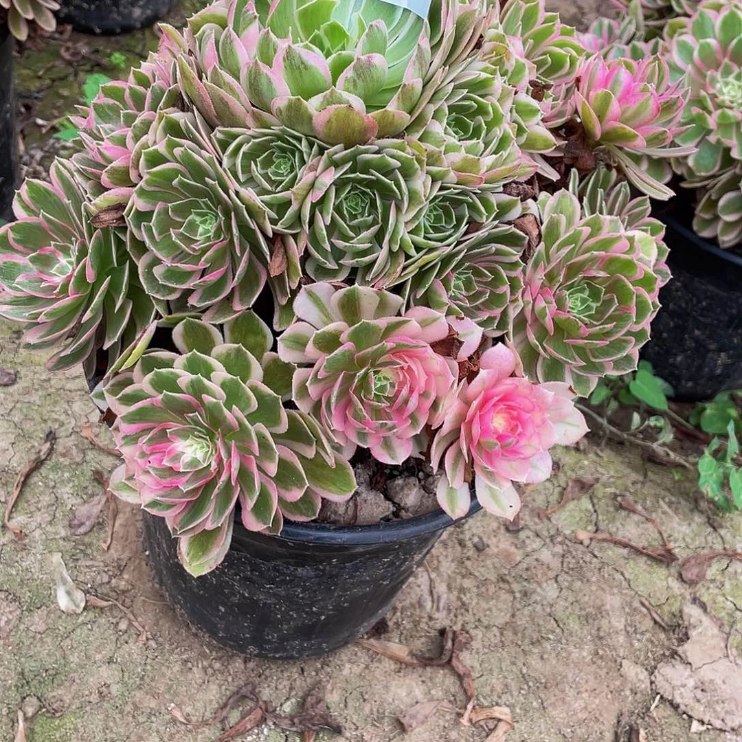 多肉法师265号孔雀翎发货不包损