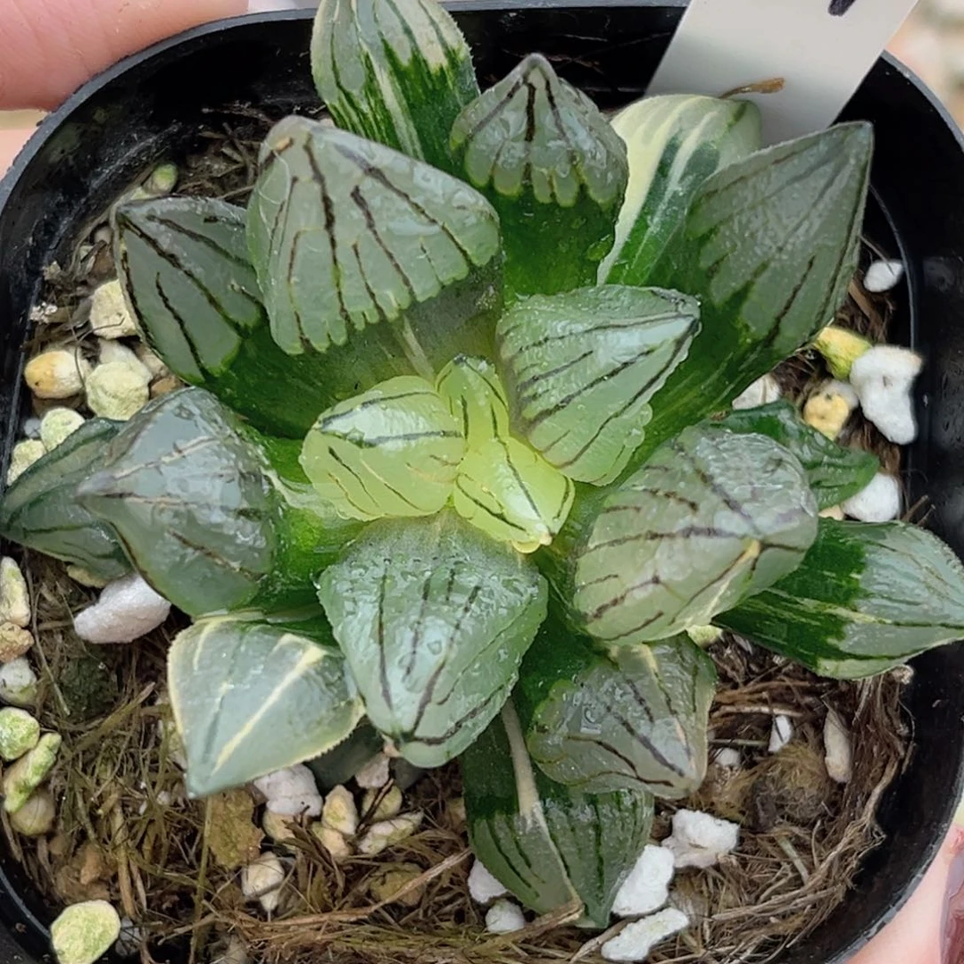 71西瓜寿锦福利专场