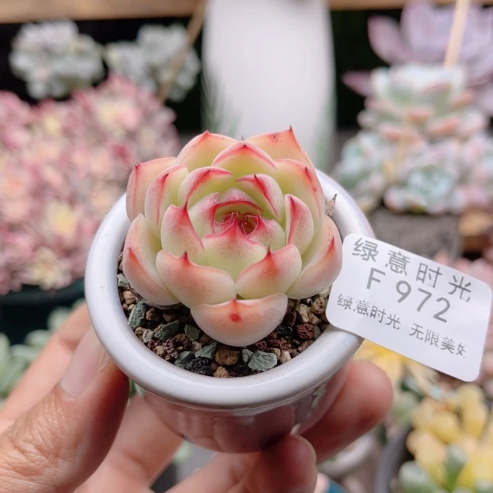 972 勾魂仙子 带陶瓷盆发货 满28包邮