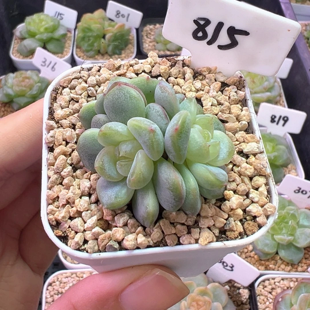 815号甜心3000有晒斑