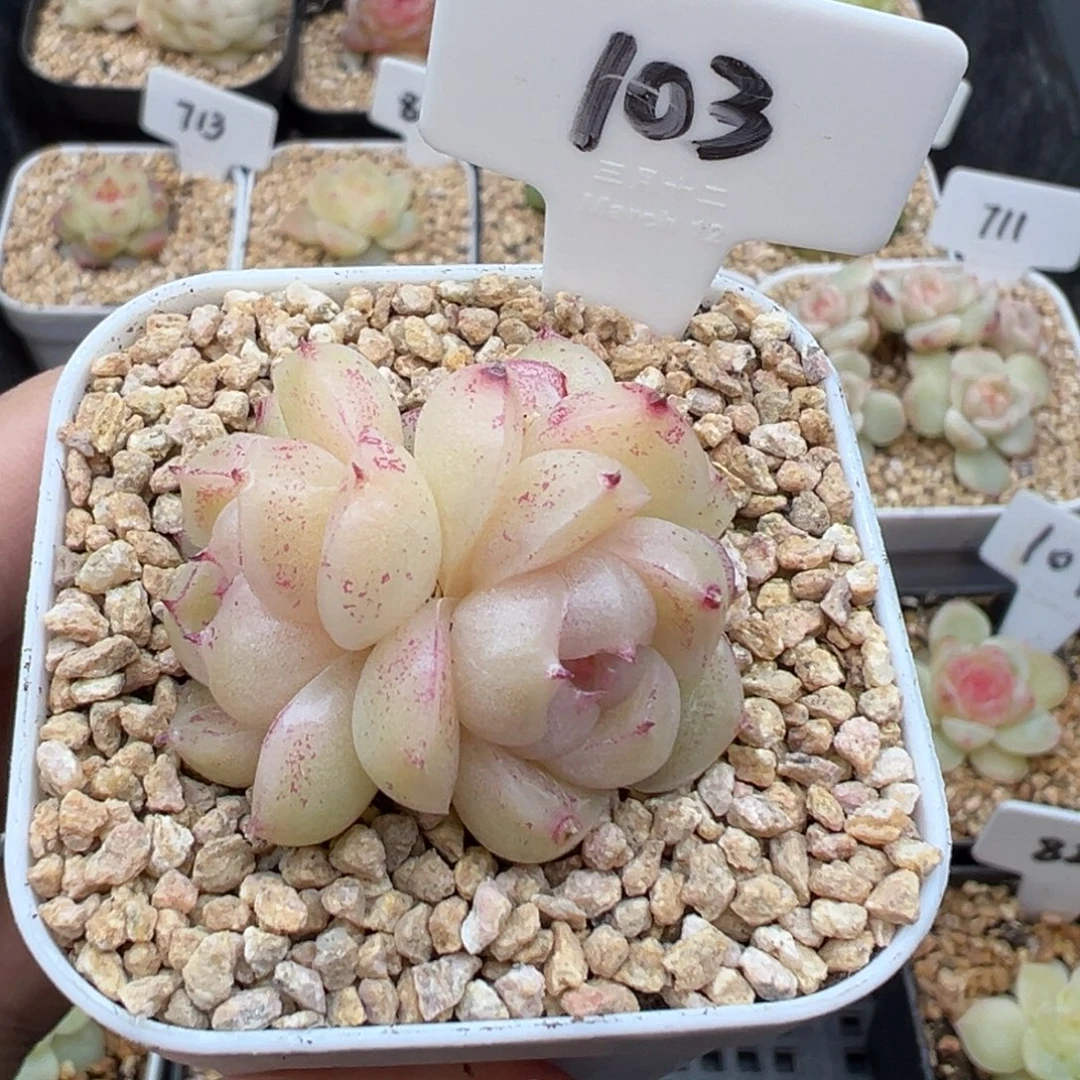 猫***呐103号麦秆，晗雨多肉