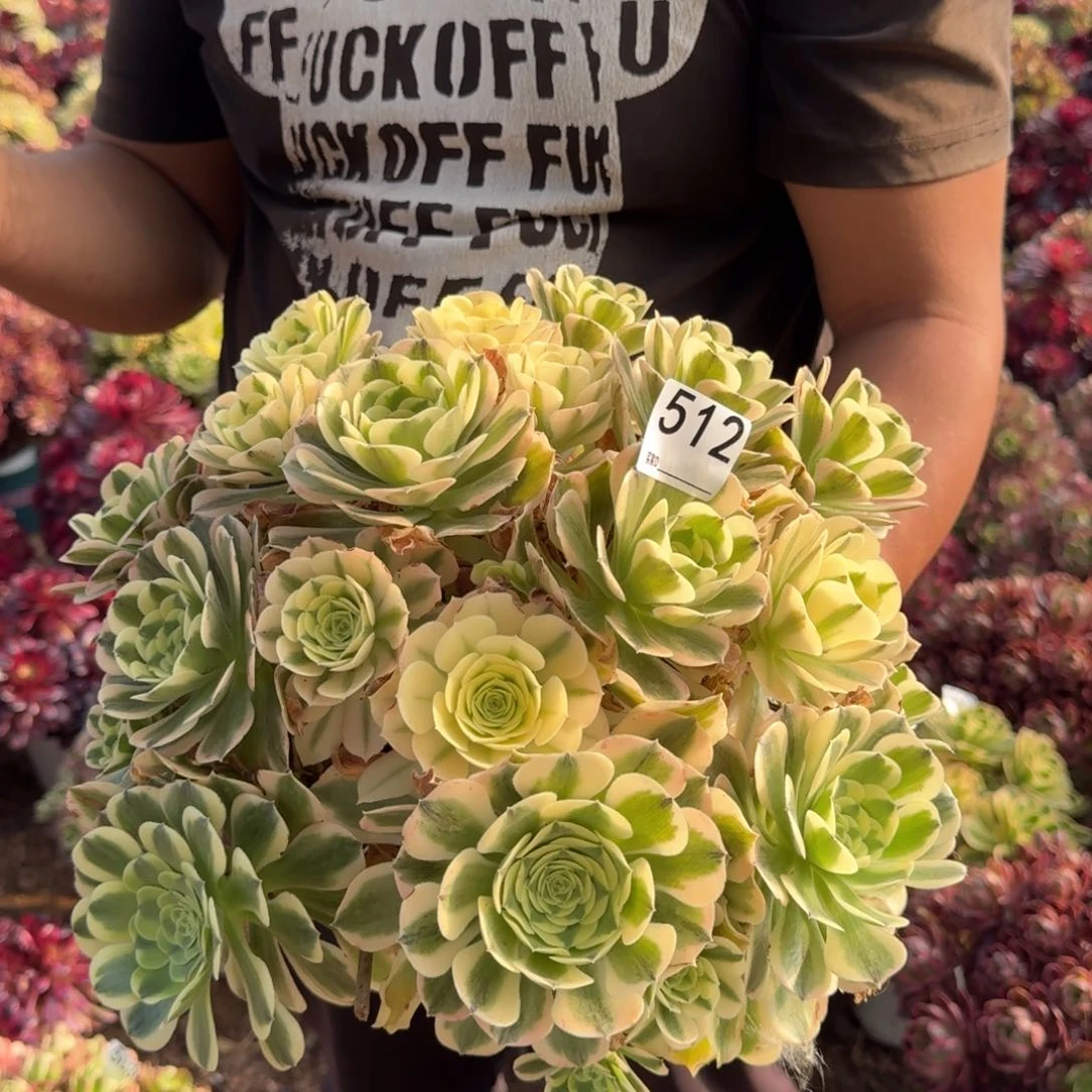 512绿豆沙多肉植物