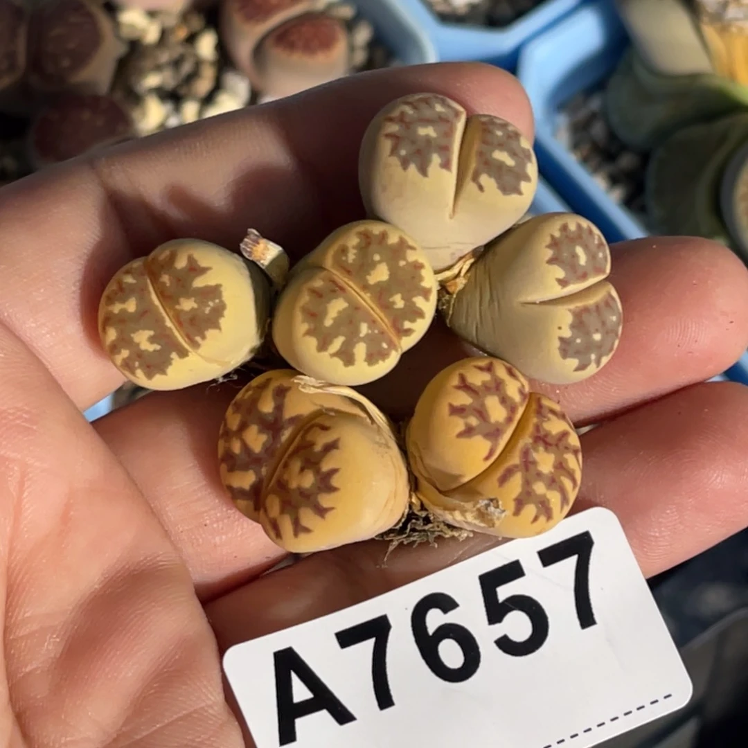 7657双头丽红3颗