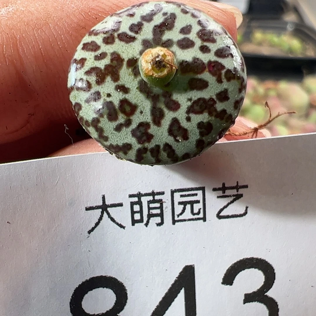一物一拍优选泡泡安贞843
