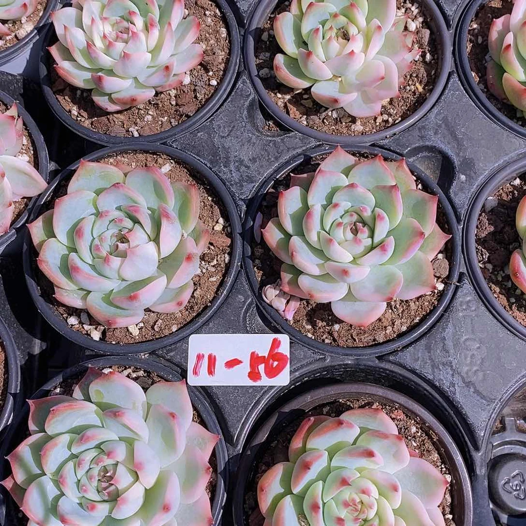 11-56 吉娃娃少锦一颗量拍