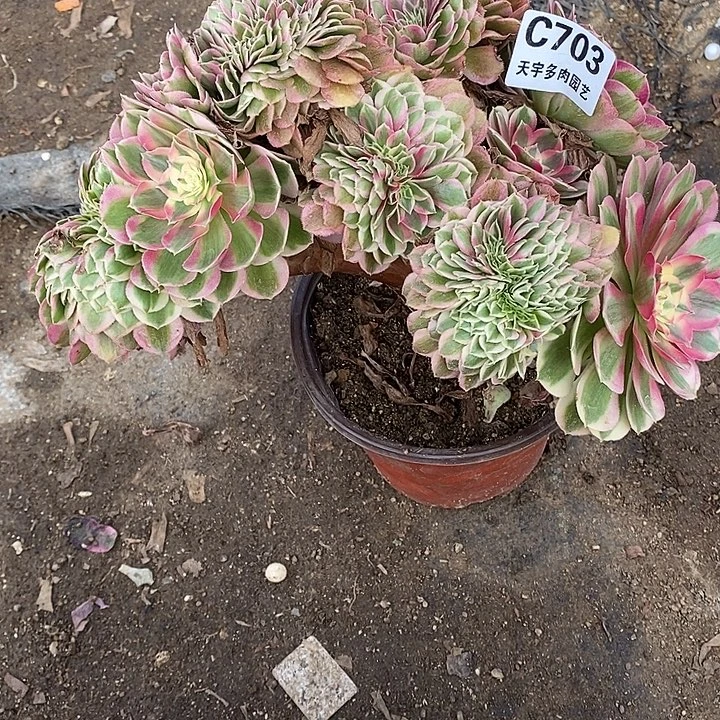 多肉植物倾城703多肉