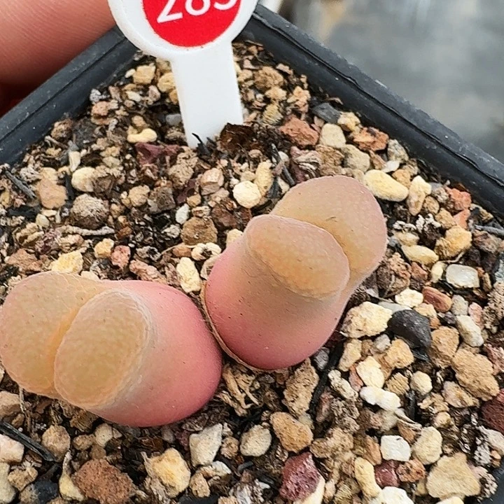 无花朵晨*多肉植物283