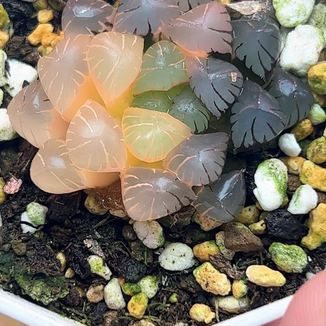 一半糊斑冰灯锦组合十二卷