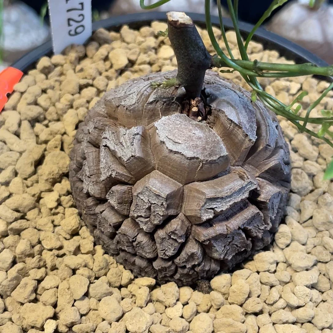 1729龟甲龙不退不换