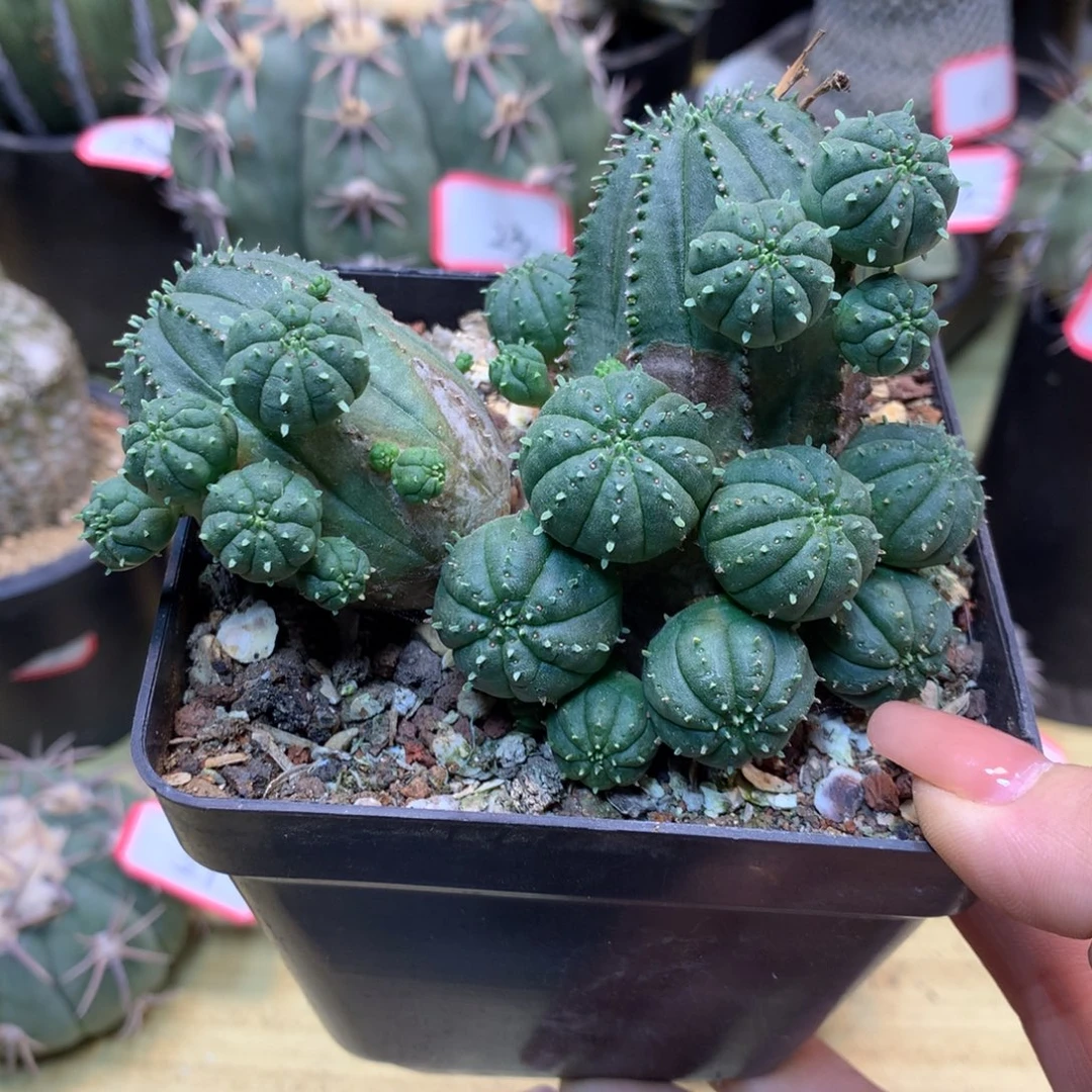 45号 自根泰系布纹球群生10公分 不包掉小头