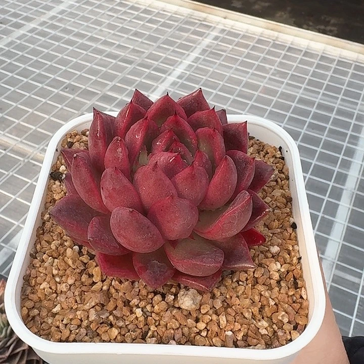 从前慢甄选多肉编号单头尖叶粉钻