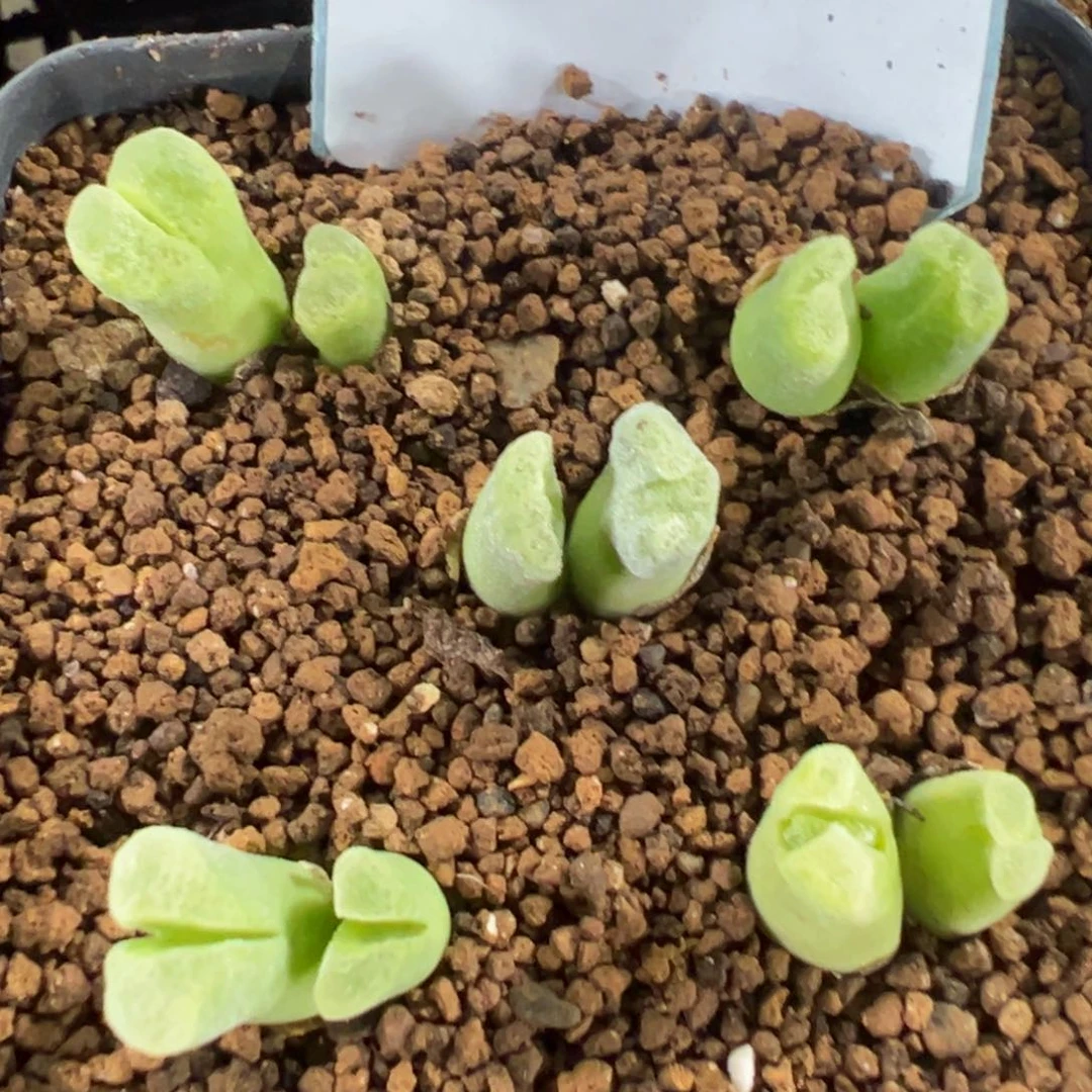 29-100量拍双头冰风铃母本一颗