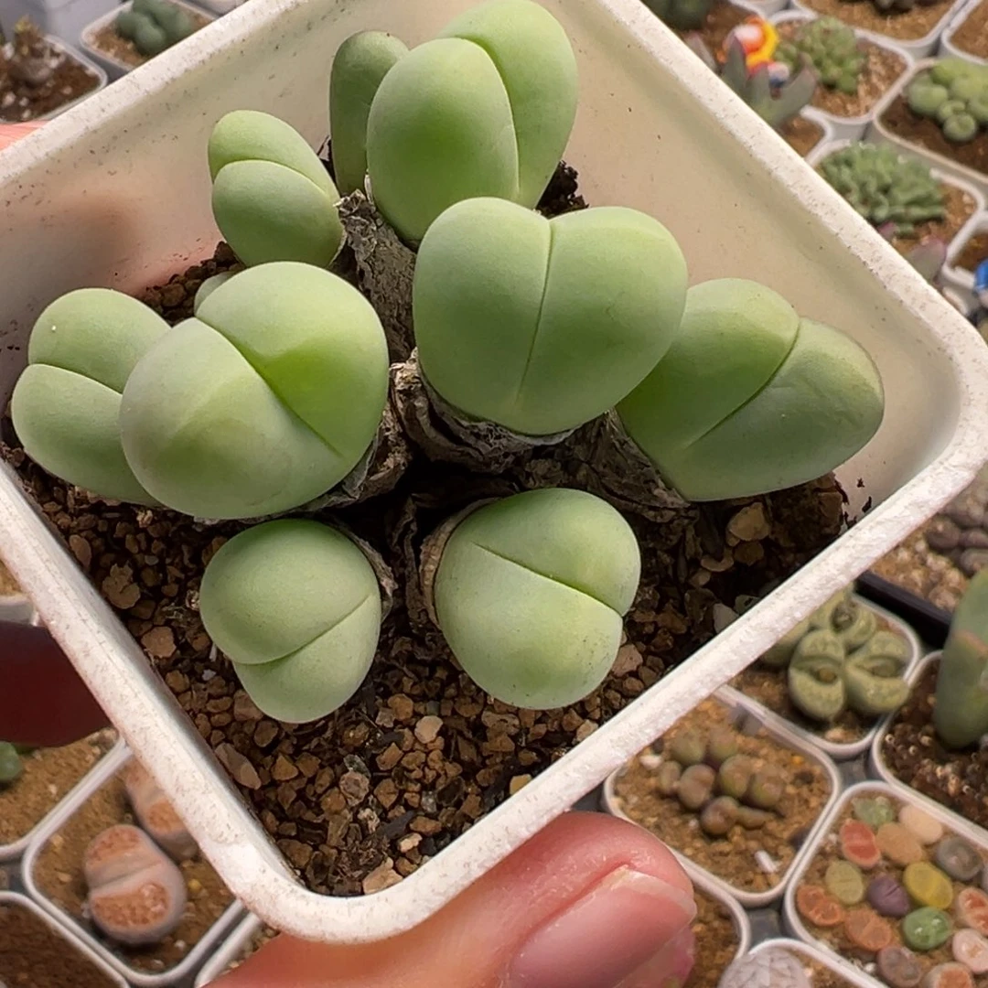 054多肉植物种类多样