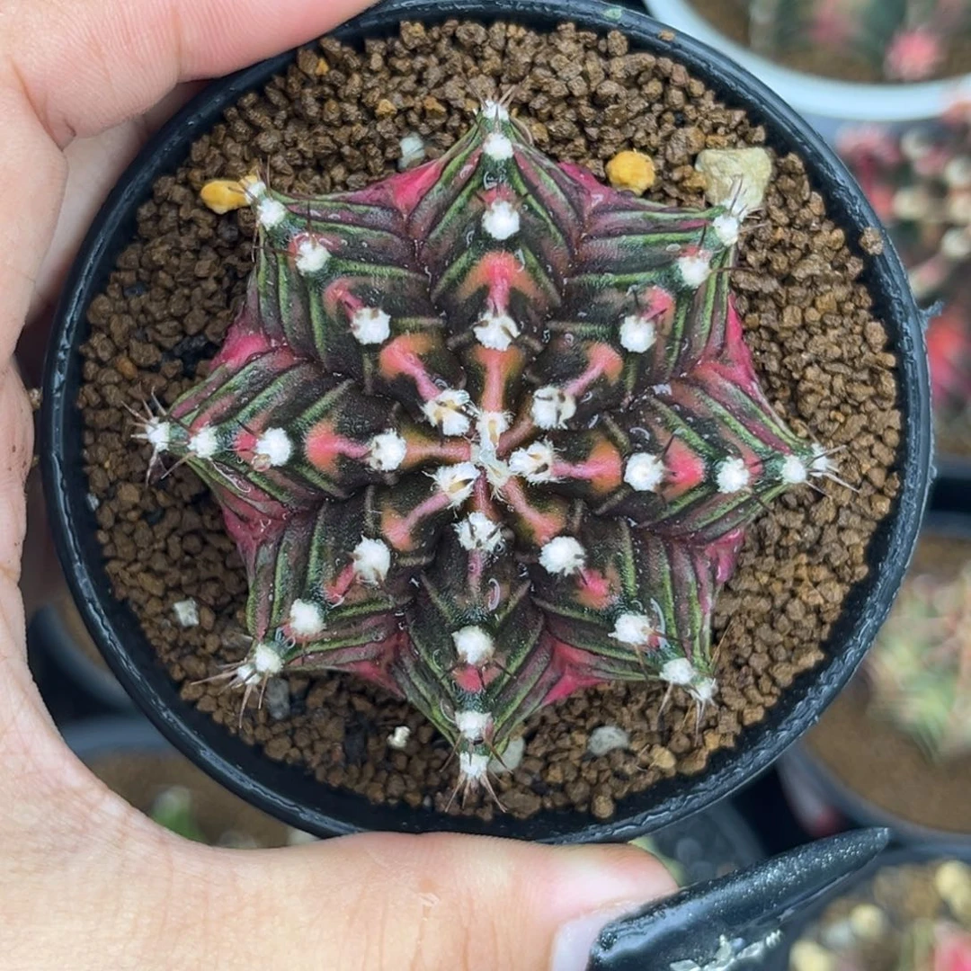 泰系高绒米哈 带盆土发货