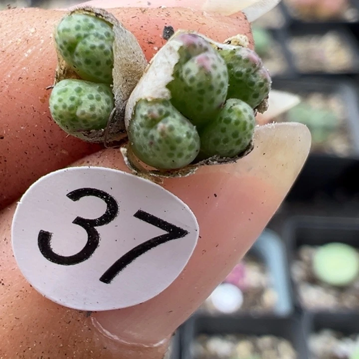 37号111111111111111