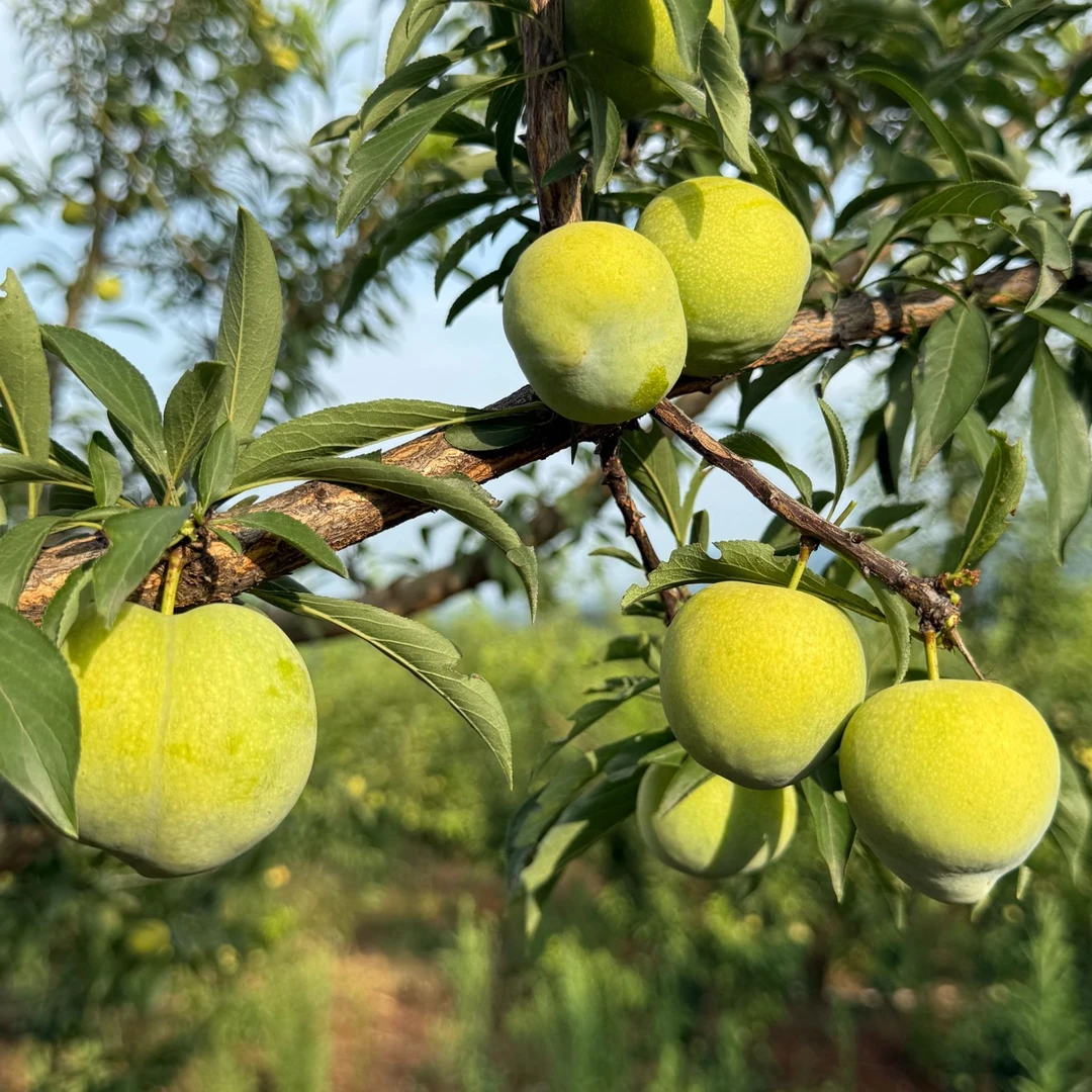 巫山脱骨青脆李新鲜现摘应季水果脆甜多汁