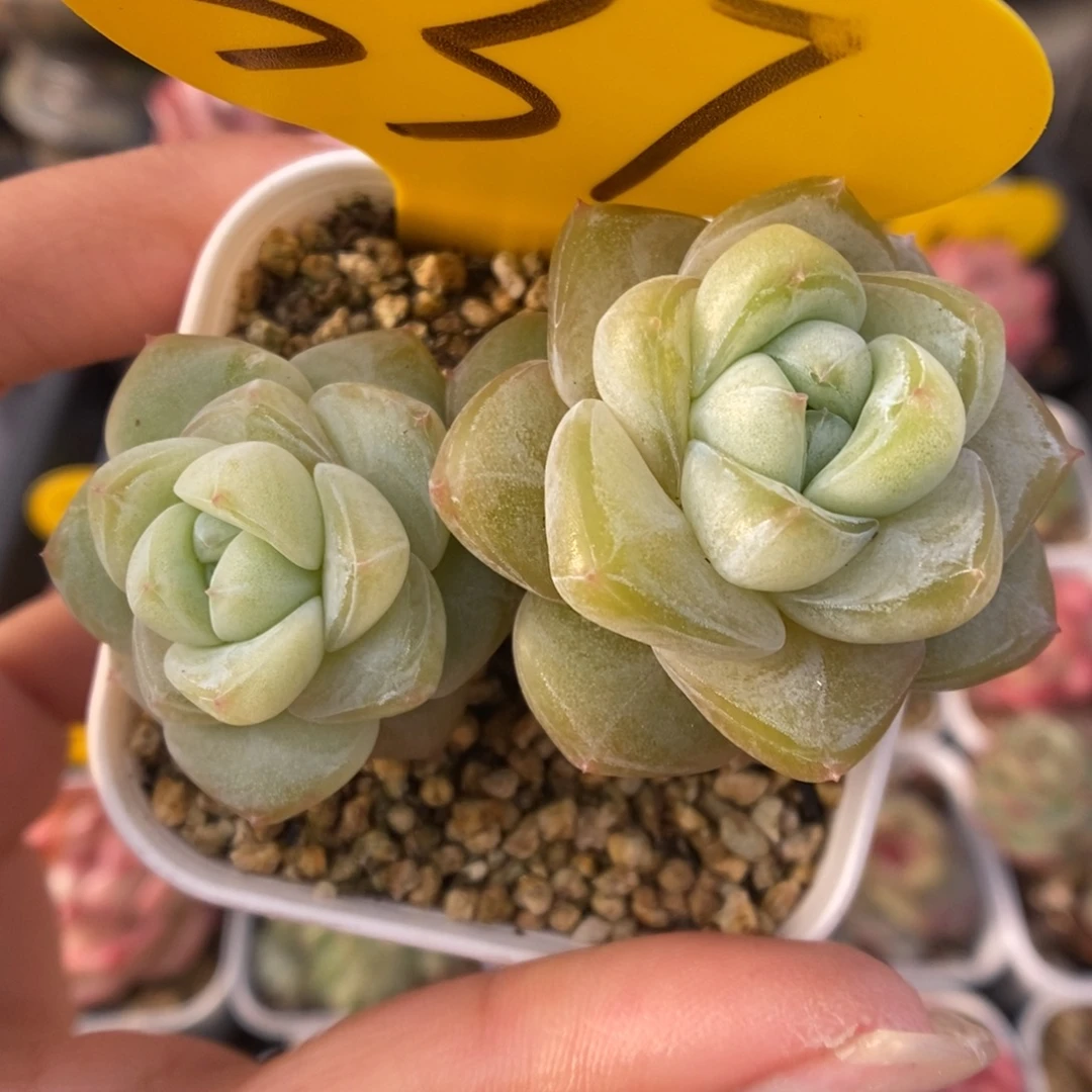 钻心珍妮不包整337号