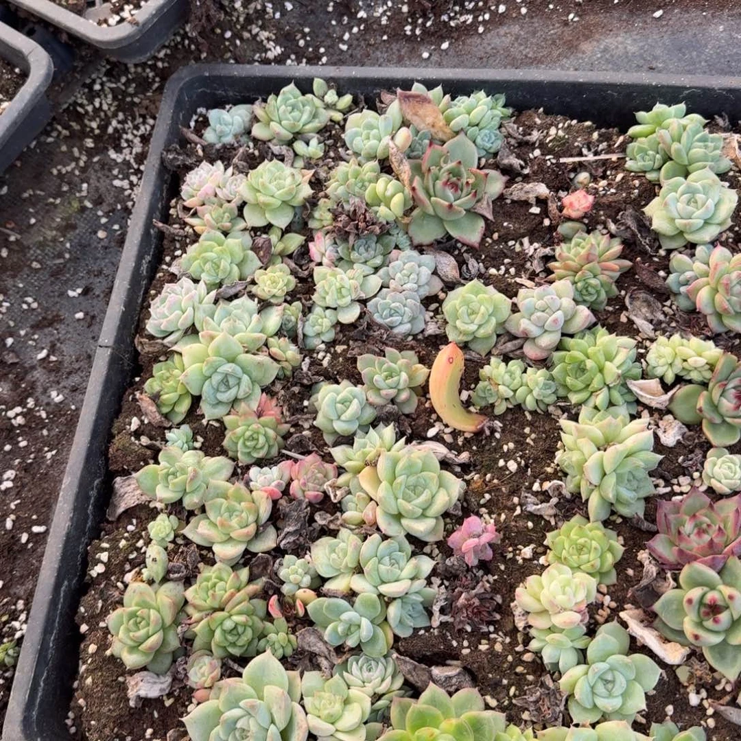 麦秆叶插一盘量拍不带盘13-31