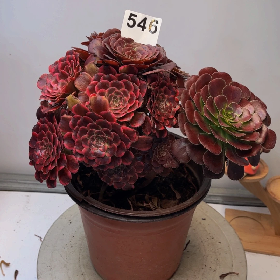 多肉植物油墨画546