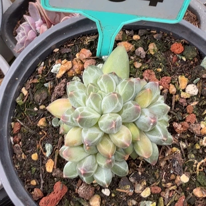 申公豹一物一拍394