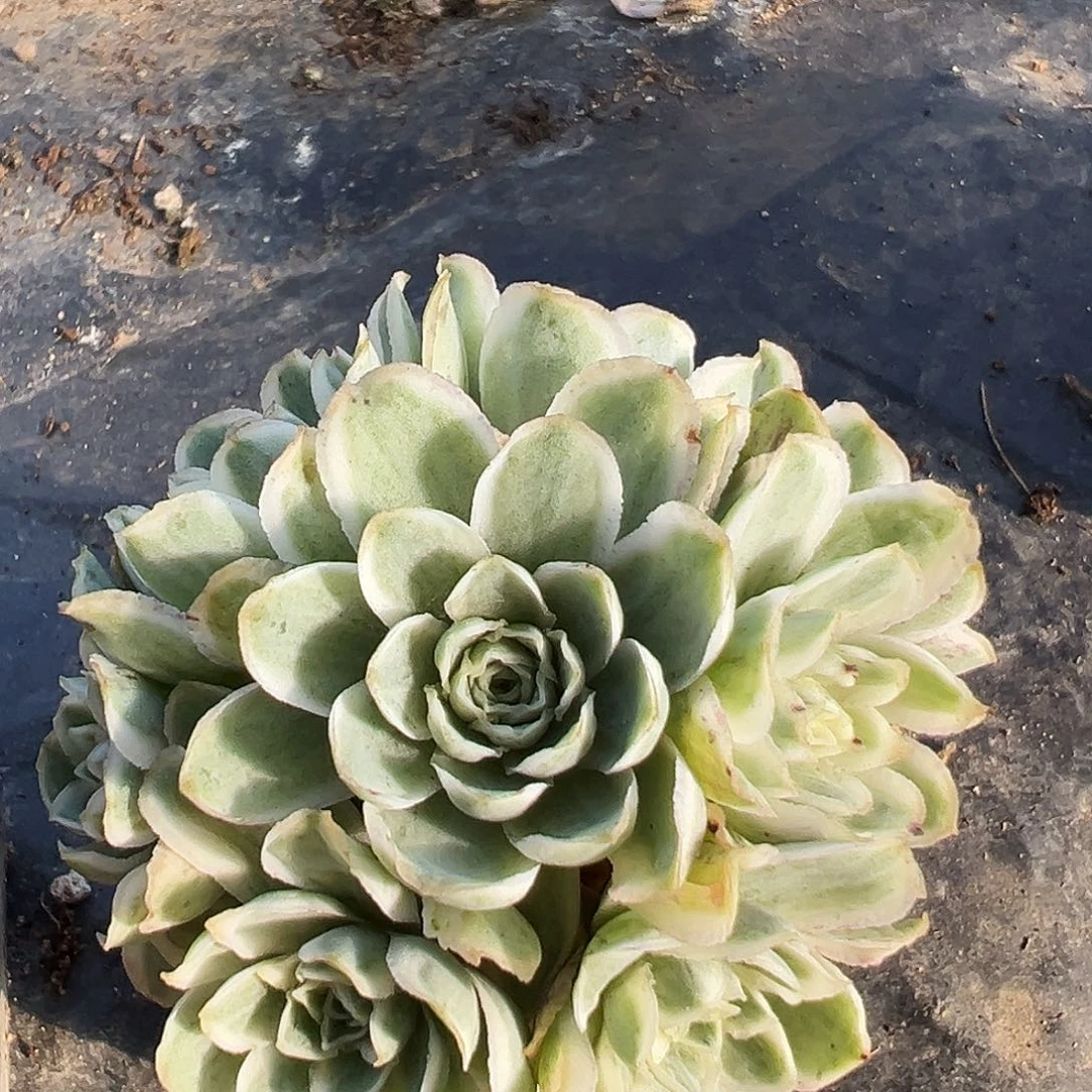 山地玫瑰锦秋夕2月24日沐沐