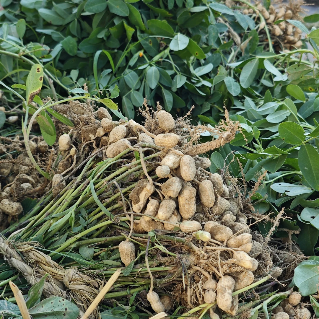 [顺丰包邮]永新农家现挖带壳新鲜湿花生可水煮生吃饱满大个生花生