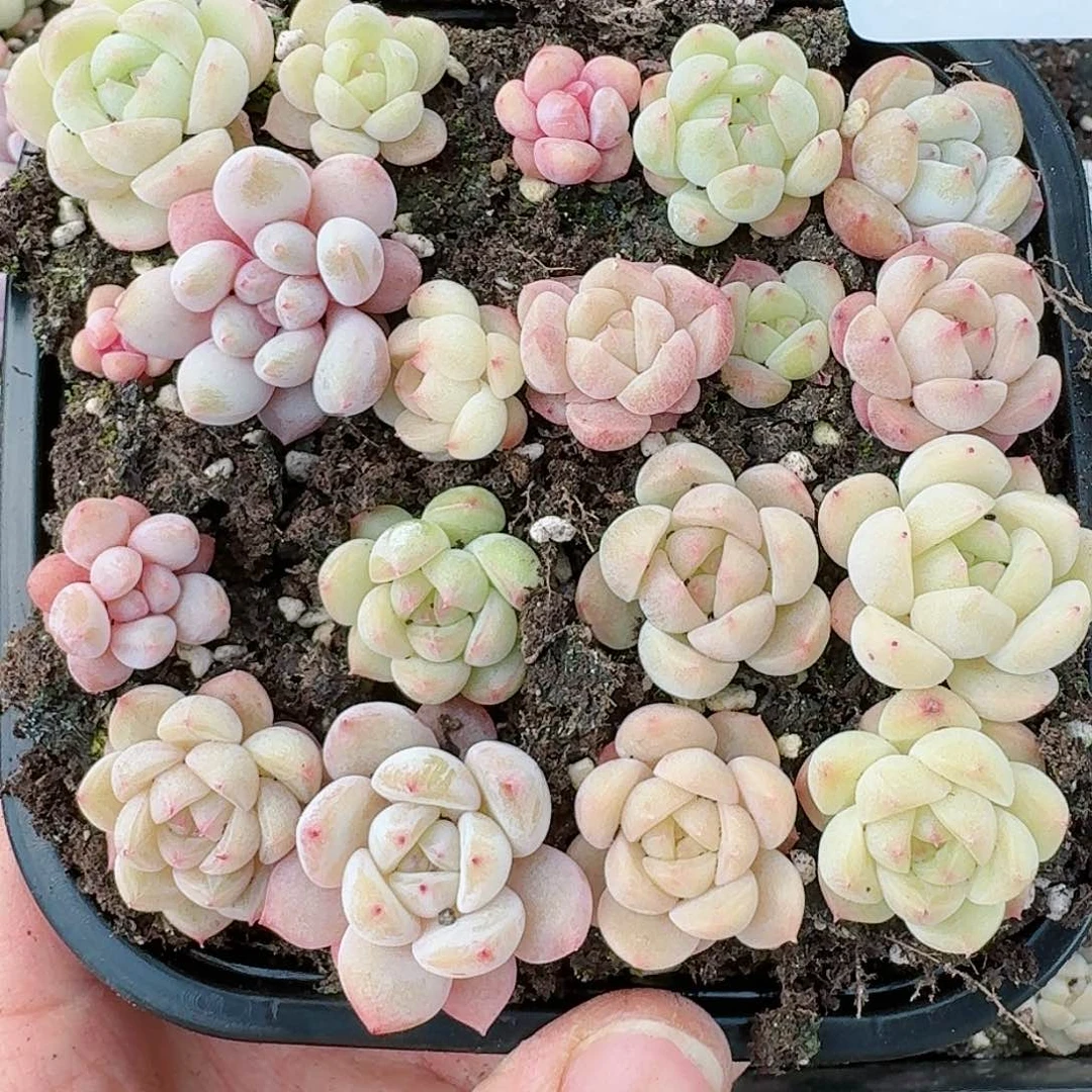 杂交新品珍妮多肉41