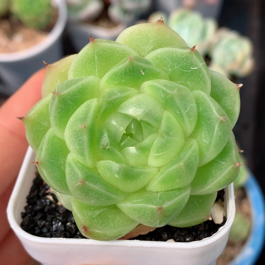 58包邮  群生不包整96
