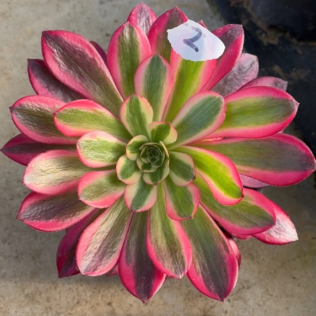 【闪购商品】2美杜莎多肉法师