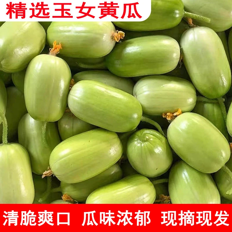3/5斤山东金童玉女小黄瓜玉女水果黄瓜拇指黄瓜新鲜水果脆嫩多汁