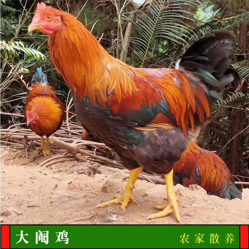 粤北山区农家放养大扇鸡土鸡