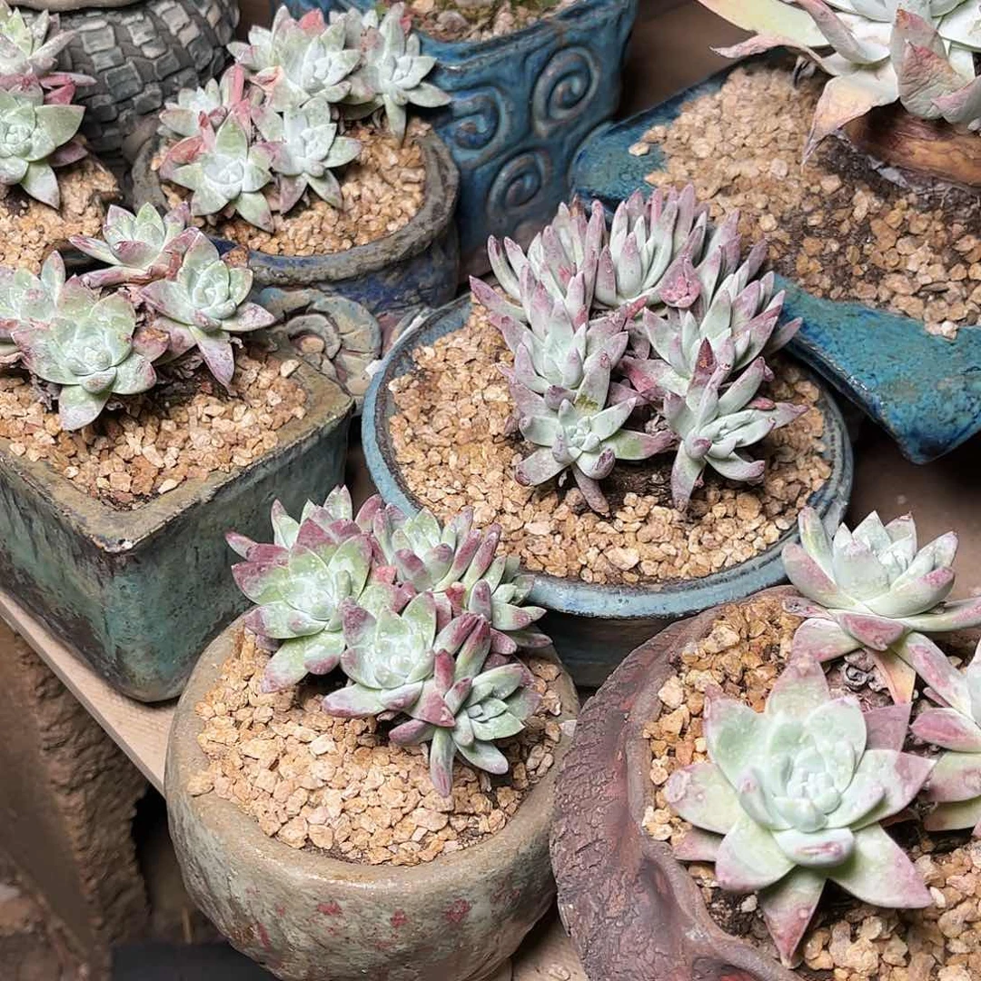 白菊杂交多肉一盆四头起