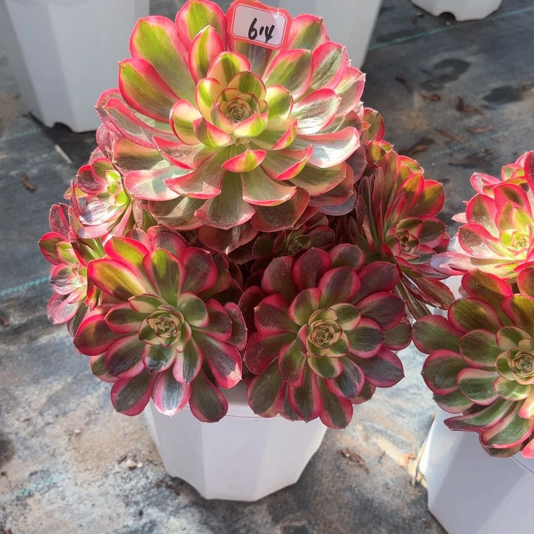 全部花朵用****8614红运多肉植物