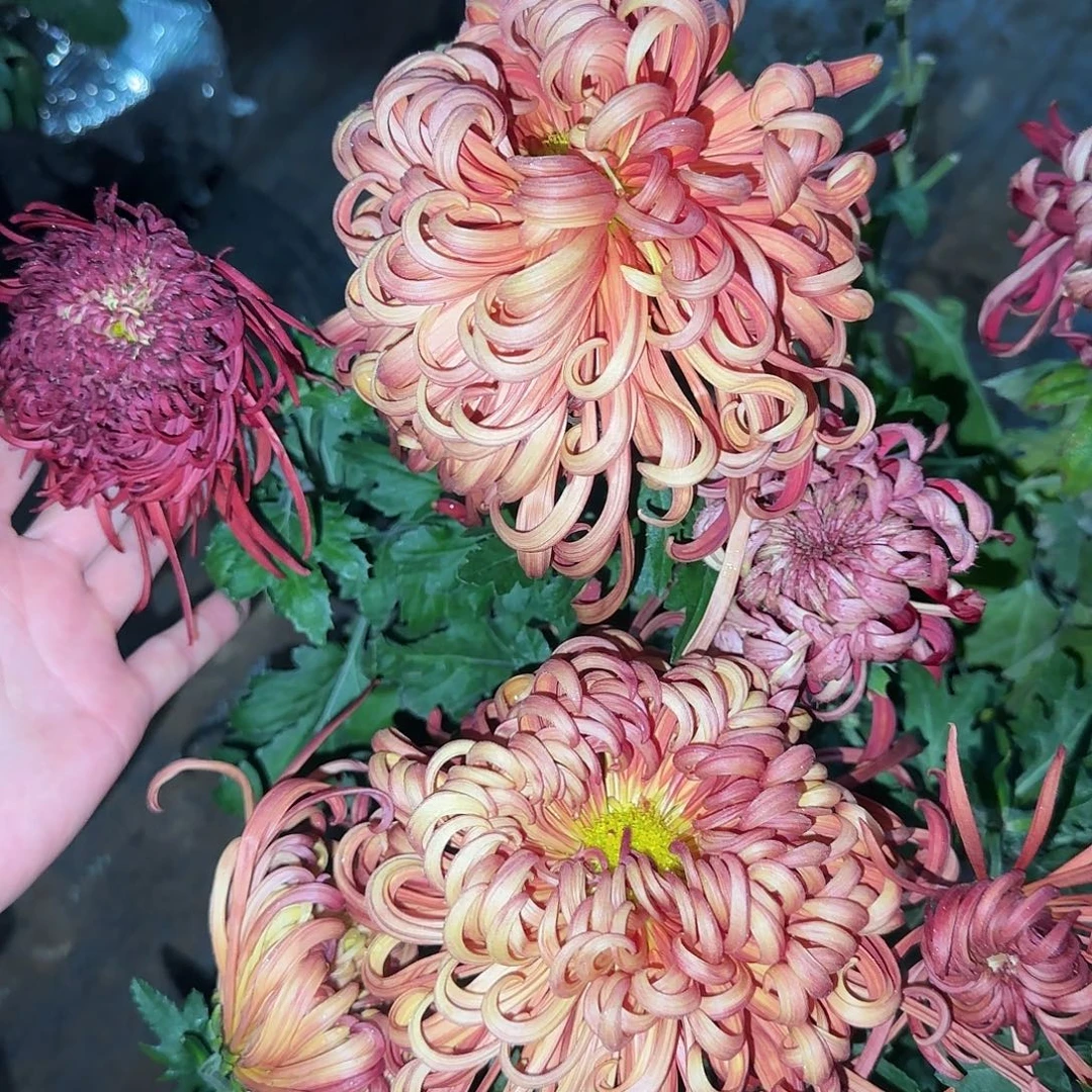 全部花朵G0000007
