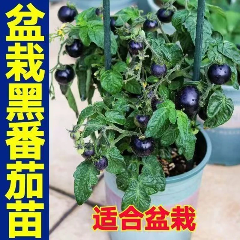 矮生黑番茄种苗果秧苗水果矮生红番茄种植水果阳台盆栽