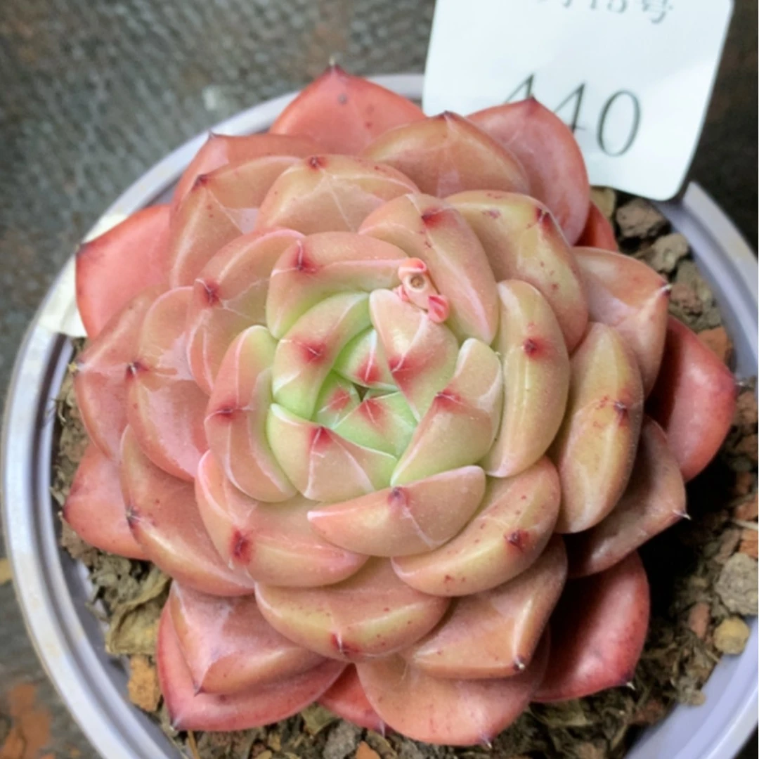 【闪购商品】云440