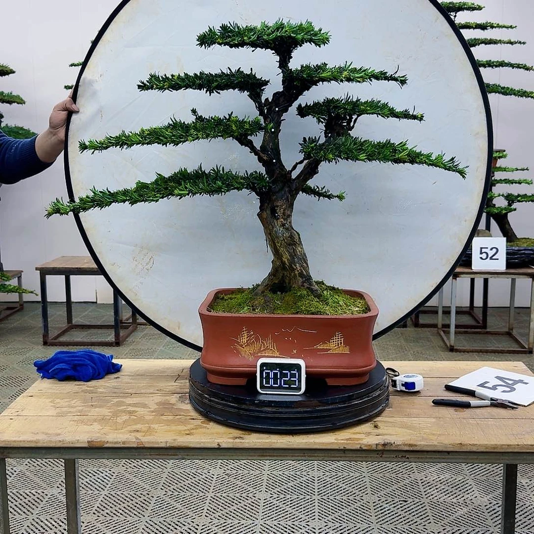 盆景米叶罗汉松盆景