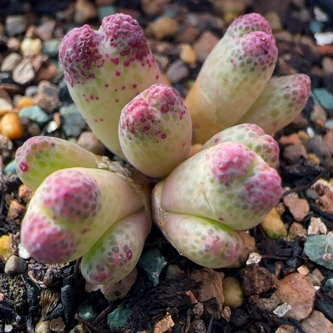 多肉植物草莓斑马母本漏110号