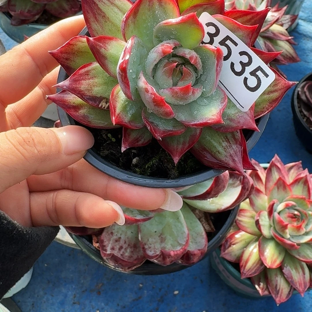 惊鸿仙子 3535..........