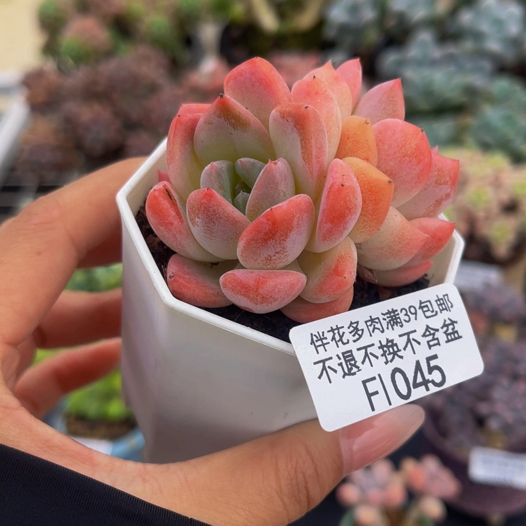 045-双头冰冰多肉4cm