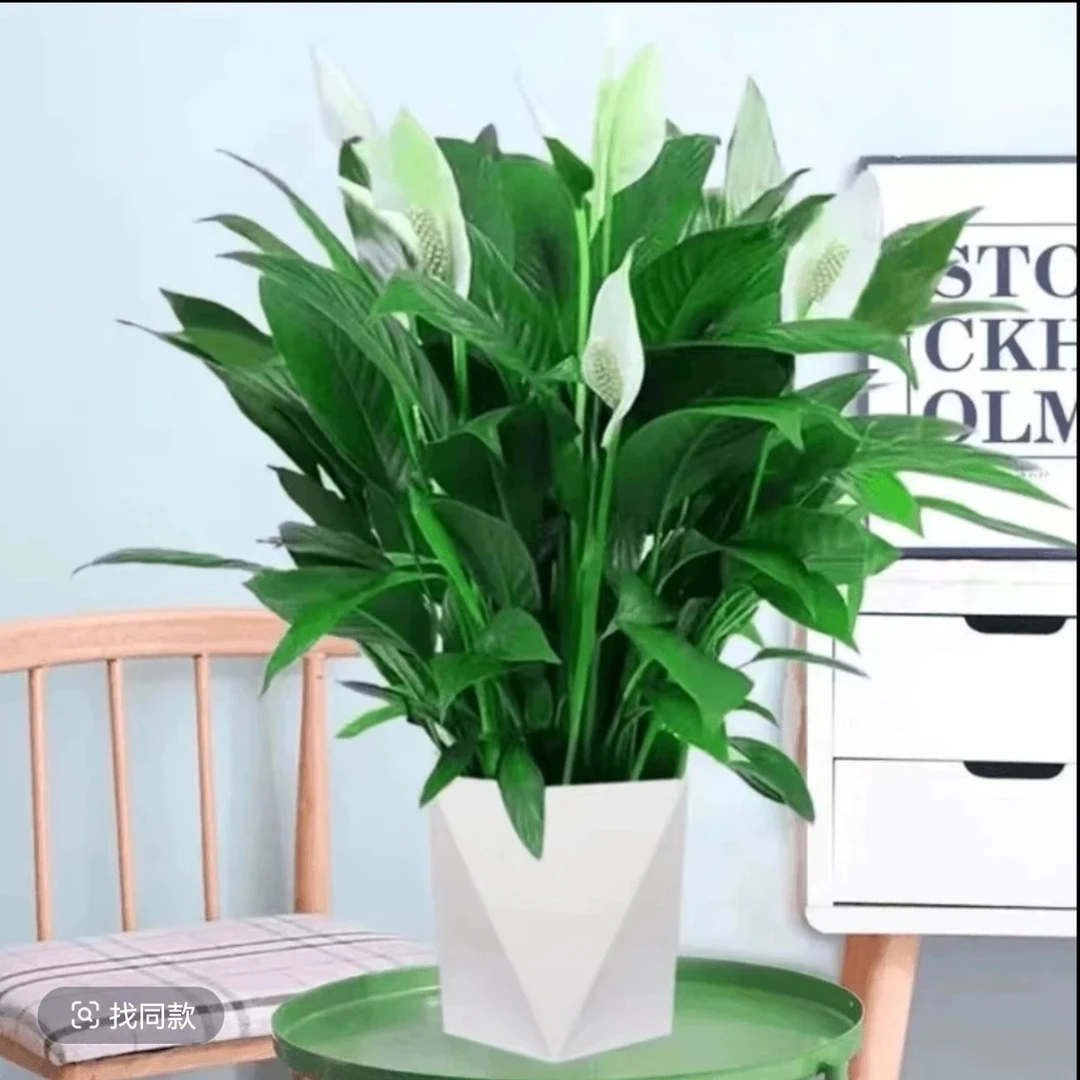 白掌一帆风顺盆栽净化空气好养花卉适合客厅办公室