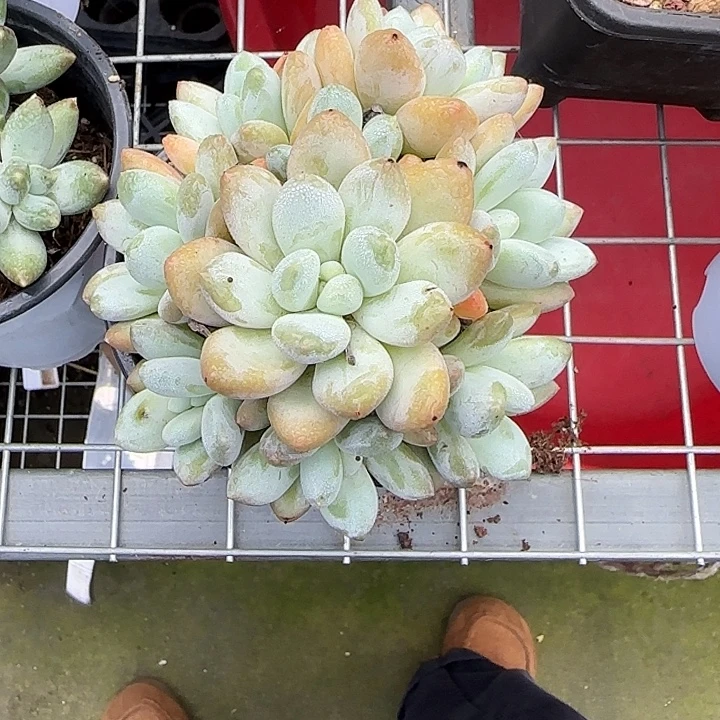 青蛙王子儿童牙膏套装11
