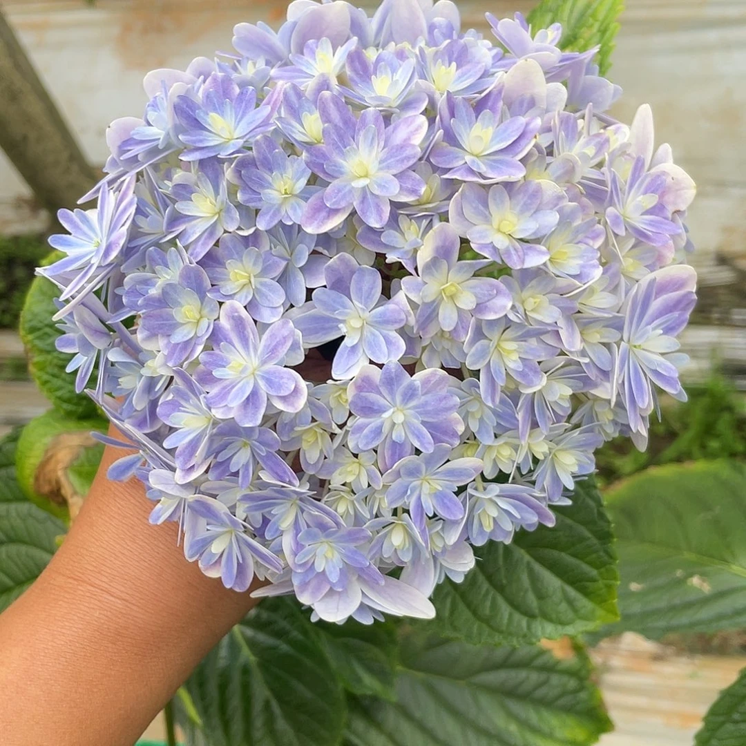 绣球切花一物一拍3枝起包邮，155