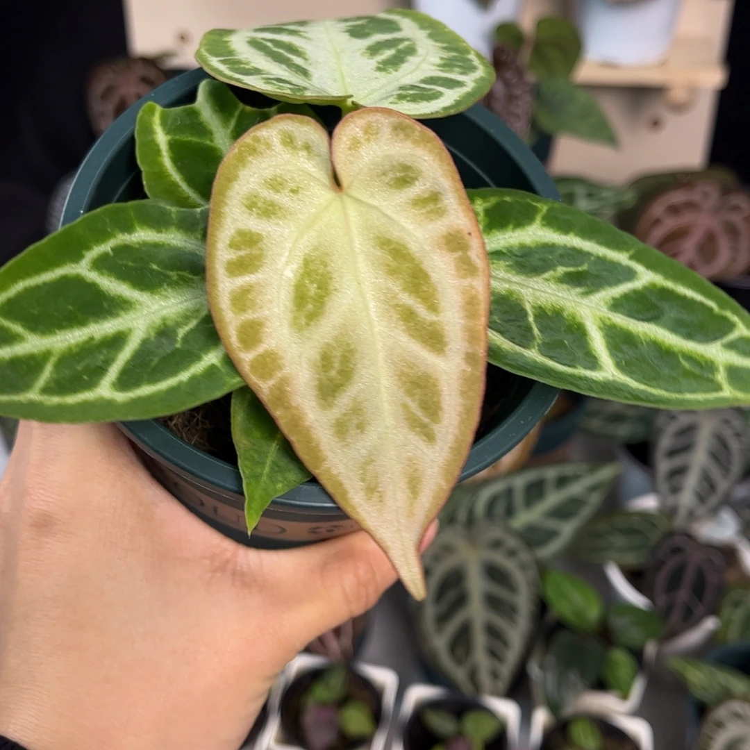 无花朵012 银色闪电⚡️